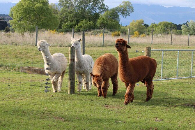 Farm Tour and Milford Sound Nature Cruise from Te Anau - FAQs