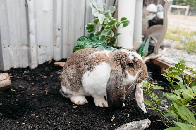Farm Visit With Mini Domestic Animals - Who Should Consider This Tour?