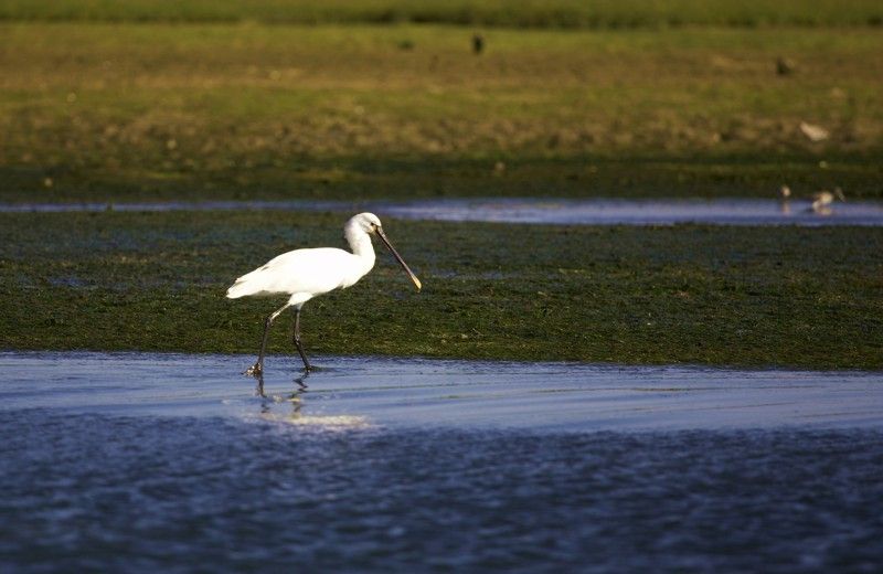 Faro Bike Tour Through the Beautiful Ria Formosa - Discovering Local Wildlife