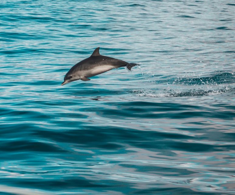 Faro: Dolphin and Marine Life Watching Boat Tour - Booking Information