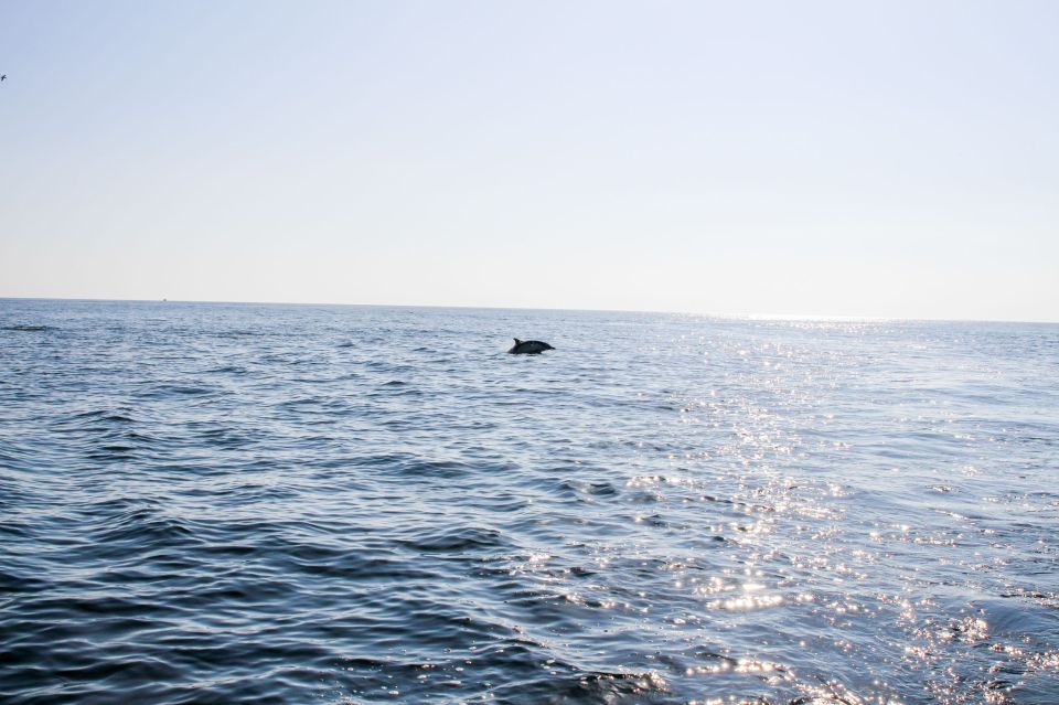 Faro: Dolphin and Marine Life Watching Boat Tour - Tour Cancellation
