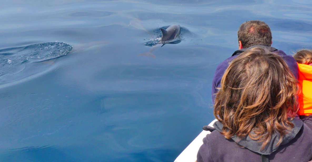 Faro: Dolphin and Wildlife Watching in the Atlantic Ocean - Guided Tour With Experts