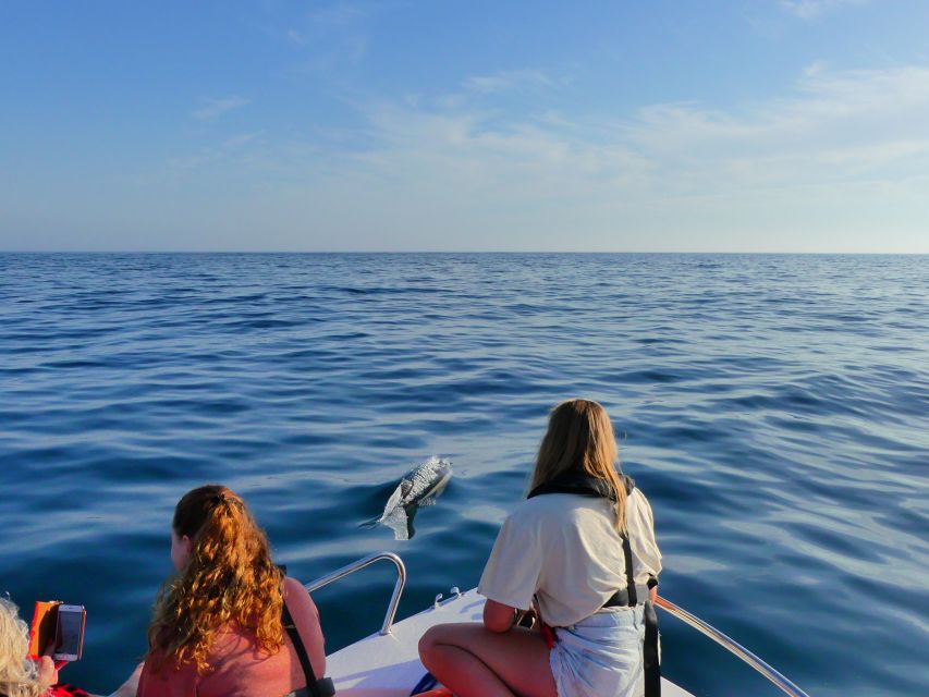 Faro: Dolphin and Wildlife Watching in the Atlantic Ocean - Spotting Dolphins in the Wild