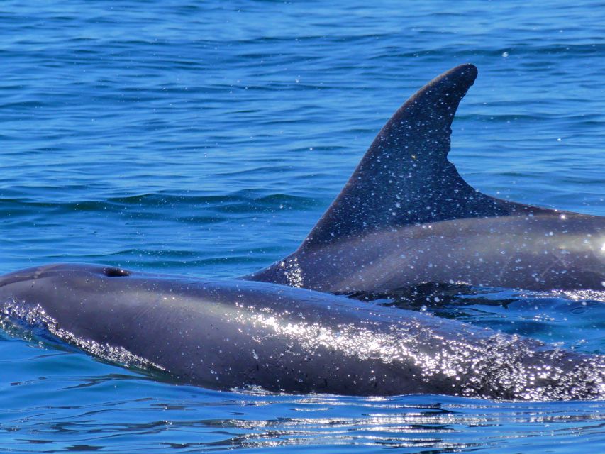 Faro: Dolphin and Wildlife Watching in the Atlantic Ocean - Cetacean Species to Observe