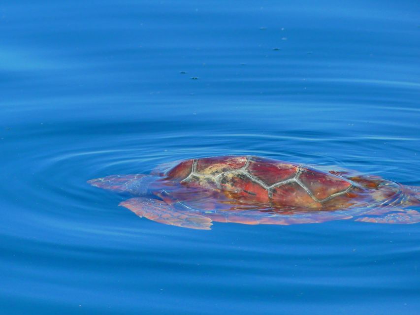 Faro: Dolphin and Wildlife Watching in the Atlantic Ocean - Stunning Views of the Barrier Islands