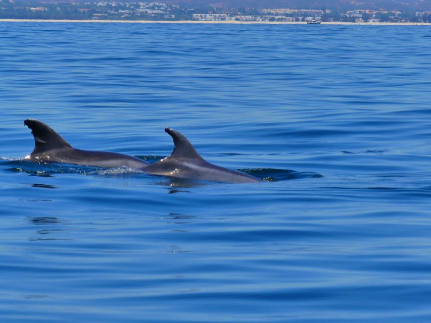 Faro: Dolphin and Wildlife Watching in the Atlantic Ocean - Whats Included in the Tour