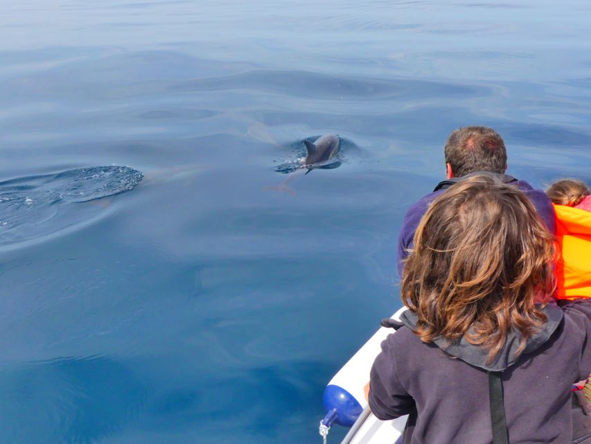 Faro: Dolphin and Wildlife Watching in the Atlantic Ocean - Getting to the Meeting Point