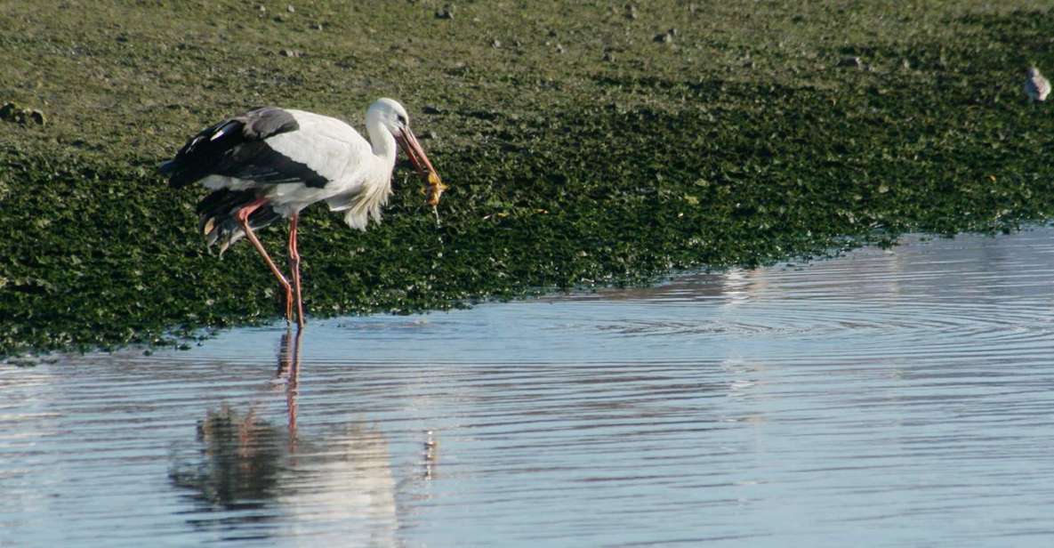 Faro: Eco-Friendly Ria Formosa Bird Watching in Solar Boat - Ria Formosa National Park Highlights
