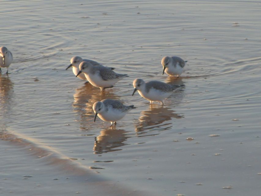 Faro: Eco-Friendly Ria Formosa Bird Watching in Solar Boat - Migratory Birds and Birdwatching