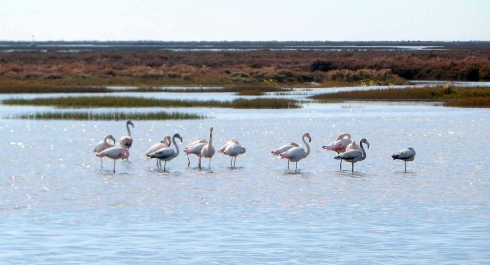Faro: Eco-Friendly Ria Formosa Bird Watching in Solar Boat - Guided Tour and Local Knowledge
