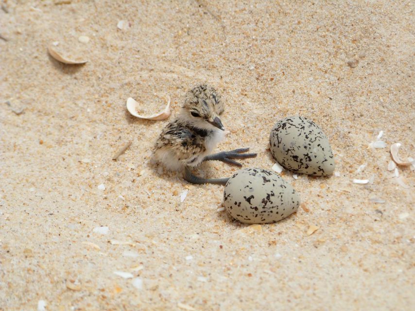 Faro: Eco-Friendly Ria Formosa Bird Watching in Solar Boat - Flexible Booking and Cancellation Policy