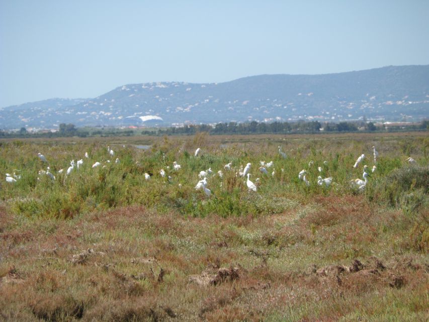 Faro: Eco-Friendly Ria Formosa Bird Watching in Solar Boat - Transportation and Meeting Point Details