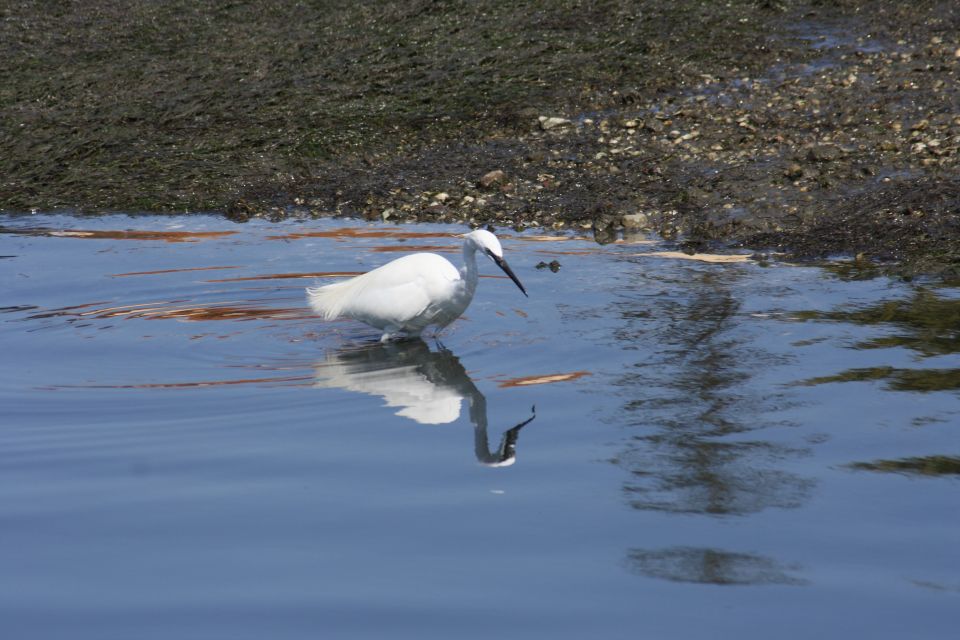 Faro: Eco-Friendly Ria Formosa Bird Watching in Solar Boat - Frequently Asked Questions