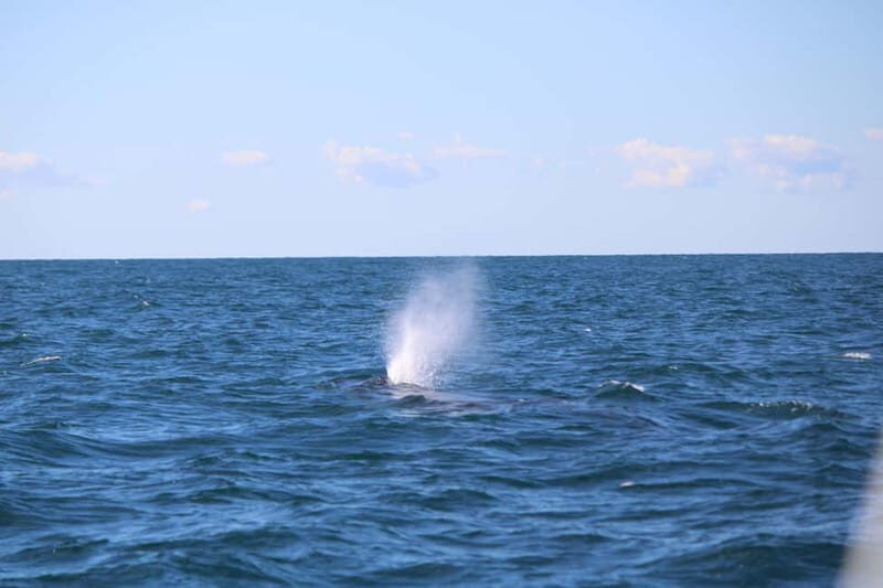 Faro: Funtastic Dolphin Watching Boat Tour - The Experience: A Deep Dive into the Tours Details