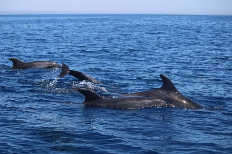 Faro: Funtastic Dolphin Watching Boat Tour - FAQ