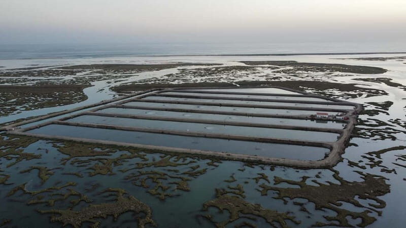 Faro: Half Day Private Tour in Ria Formosa Natural Park - Whats Included and Whats Not