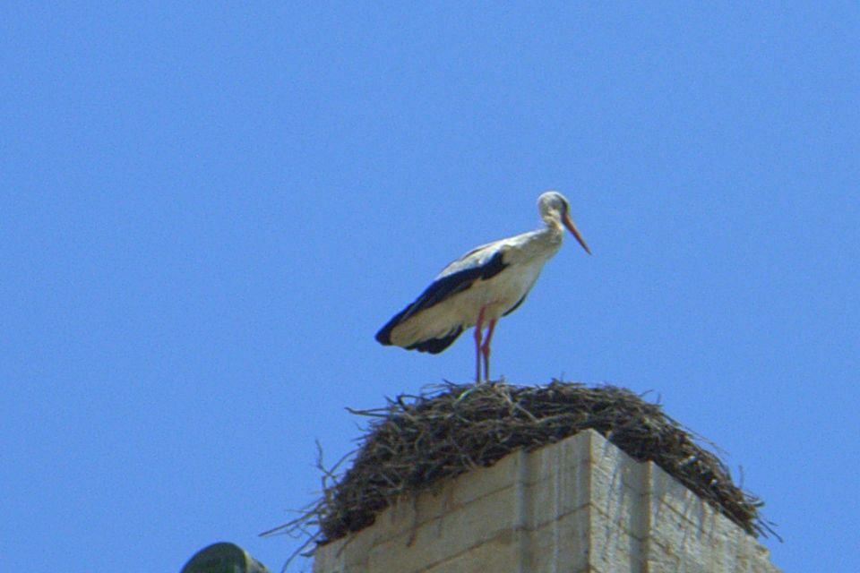 Faro Private Walking Tour - Key Points