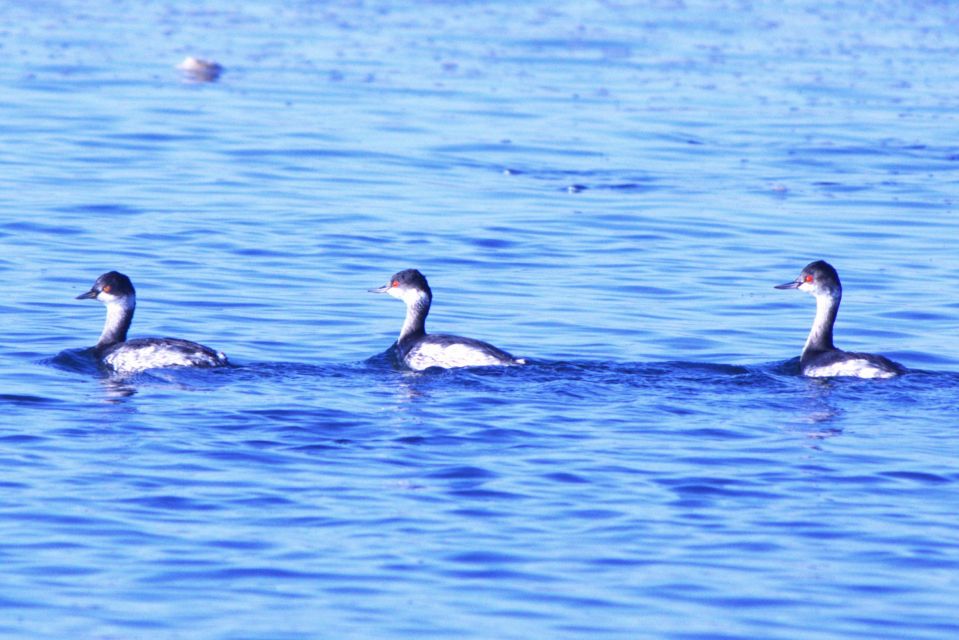 Faro: Pudim Real Boat Tours 6-Hour Boat Tour to the Ria Formosa - Inclusions and Exclusions