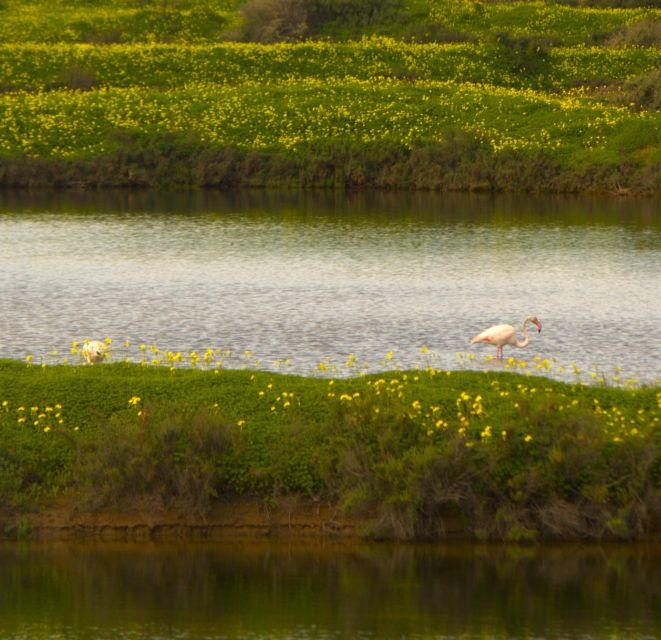 Faro: Pudim Real Boat Tours 6-Hour Boat Tour to the Ria Formosa - Booking Options and Discounts