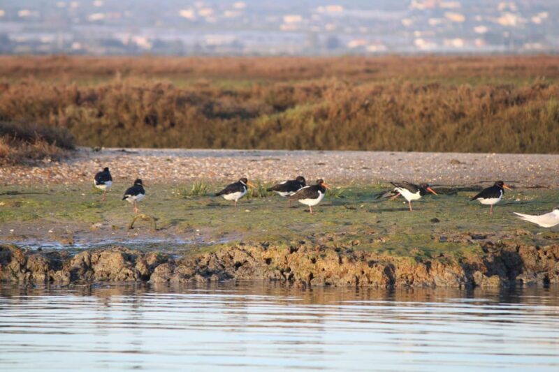 Faro: Pudim Real Boat Tours 6h guided boat tour Ria Formosa - Final Thoughts