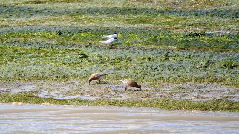 Faro: Ria Formosa Boat Tour by Eco-Friendly Solar Boat - Final Thoughts