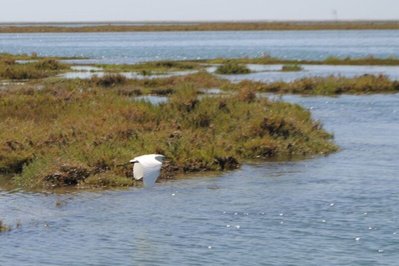 Faro: Ria Formosa Lagoon Small Boat Tour with Local Guide - What’s Included & What’s Not