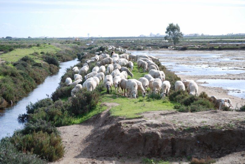 Faro: Ria Formosa Natural Park Segway Tour & Birdwatching - Natural Park Highlights