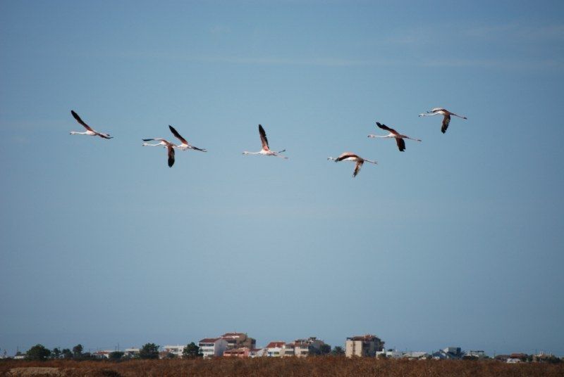 Faro: Ria Formosa Natural Park Segway Tour & Birdwatching - Segway Experience