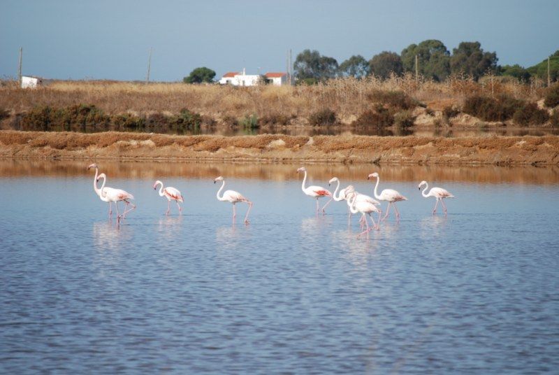 Faro: Ria Formosa Natural Park Segway Tour & Birdwatching - Bird Watching Opportunities