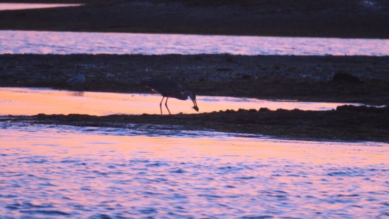 Faro: Ria Formosa Sunset Boat Tour - An Honest Look at the Ria Formosa Sunset Tour