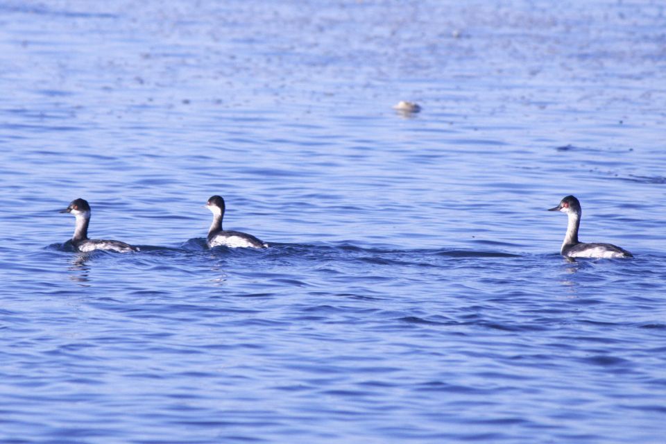 Faro: Royal Pudding Real Boat Tours 6h Ria Formosa Boat Tour - Barrier Island Visits