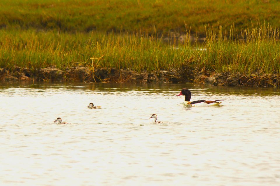 Faro: Royal Pudding Real Boat Tours 6h Ria Formosa Boat Tour - Meeting Point and Schedule