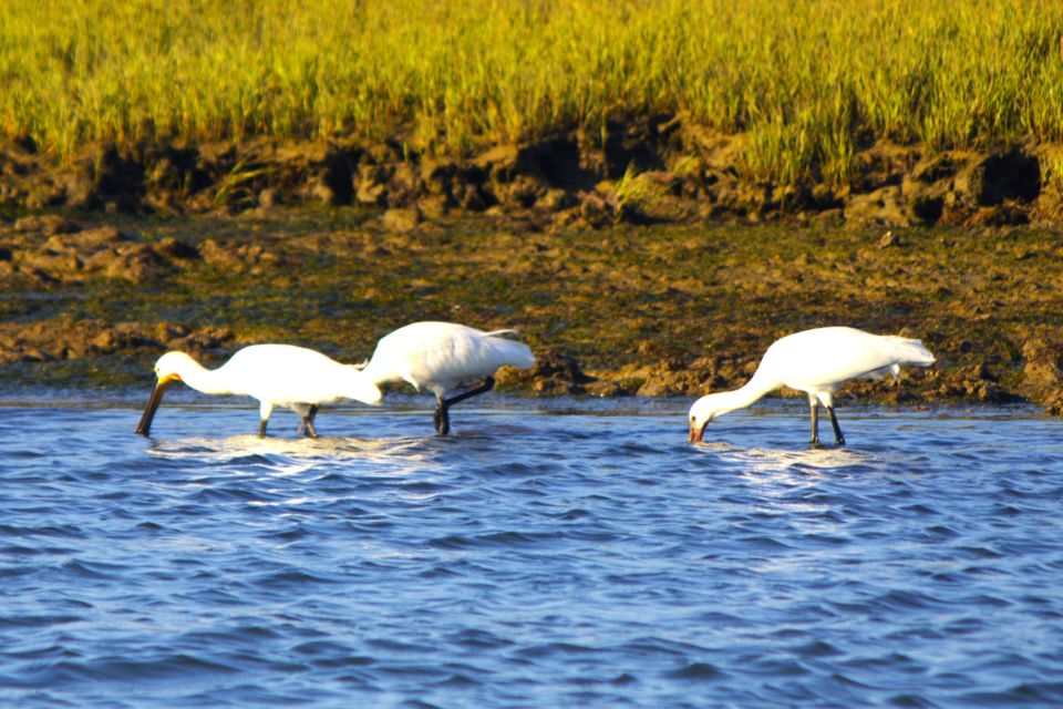Faro: Royal Pudding Real Boat Tours 6h Ria Formosa Boat Tour - Booking and Inquiries