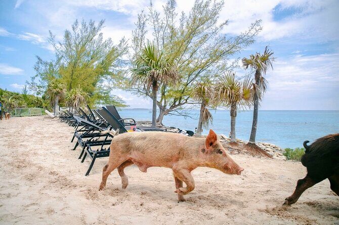 Fast Track Swimming Pigs Encounter - Who Should Book This Tour?
