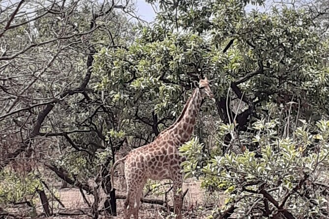 Fathala Wildlife Park - Booking Process