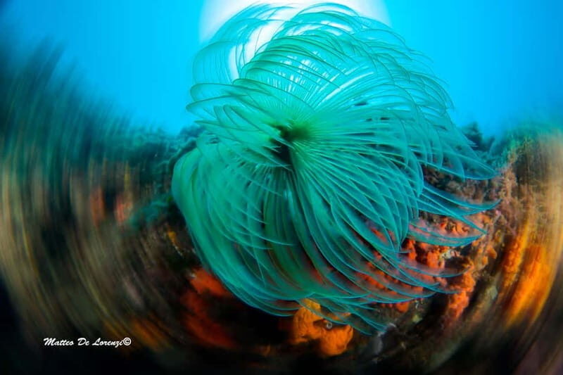 Favignana: Baptism of the sea - Scuba diving trial - An In-Depth Look at the Favignana Scuba Trial