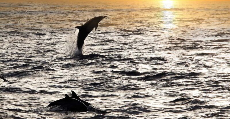 Fazana: Dolphin Finder in Brijuni Islands Safari With Dinner - Key Points