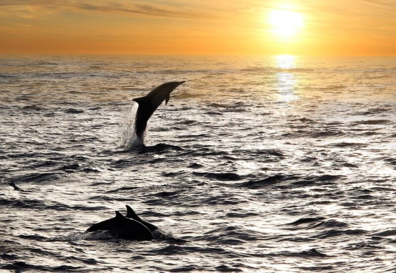Fazana: Dolphin Finder in Brijuni Islands Safari With Dinner - Itinerary and Activities