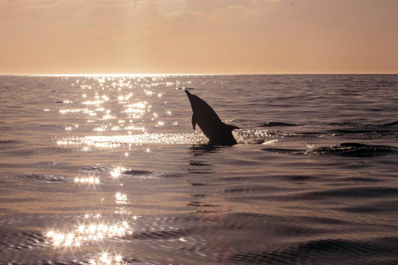 Fazana: Dolphin Finder in Brijuni Islands Safari With Dinner - Meeting Point and Transportation