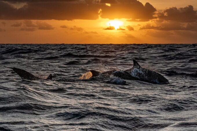 Fazana: Dolphin Finder in Brijuni Islands Safari With Dinner - Weather Policy and Tour Duration