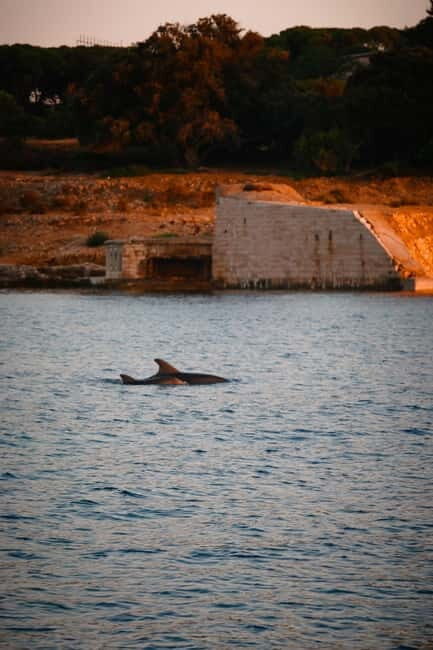 Fazana: Dolphin/Sunset Tour - Pricing & Value
