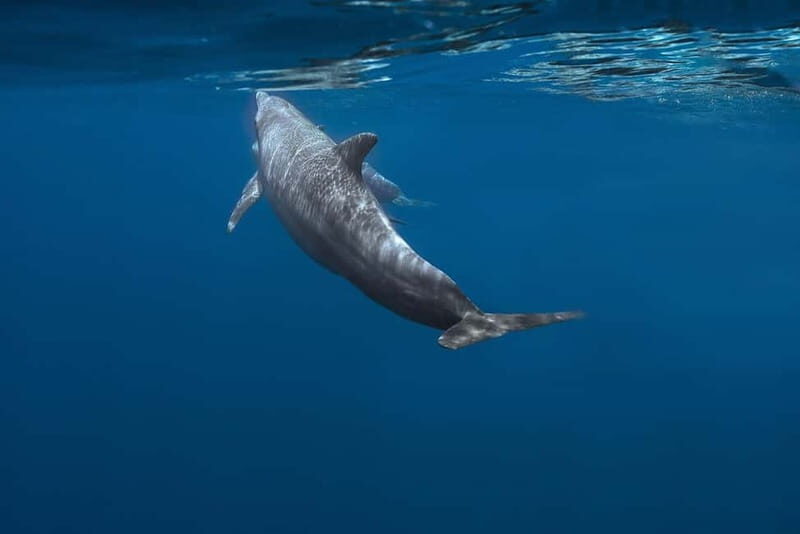 FAZANA Koralj DOLPHIN Boat Tour NP Brijuni - The Sum Up