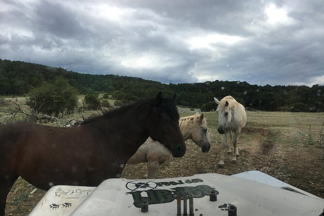 Feel and Taste island Brac with local experts - island adventure to remember - What the Reviews Say