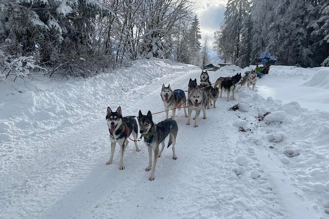 Feel the Magic of Winter With Thrilling Arctic Dog Sled Rides - Preparing for the Exhilarating Journey