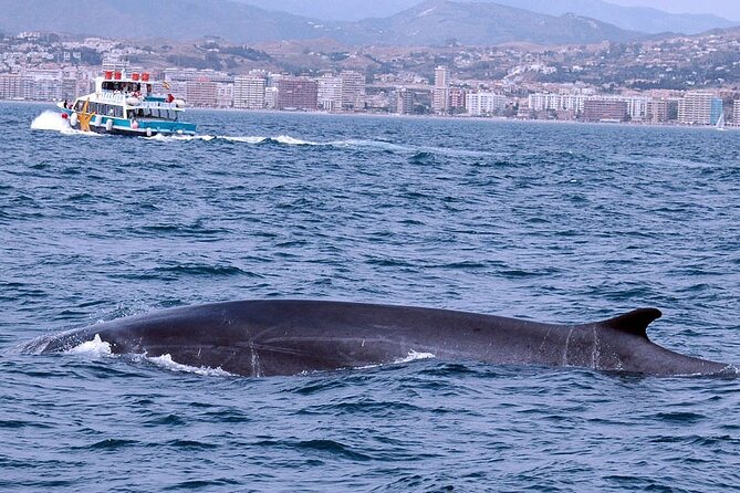 Ferry Benalmádena - Fuengirola - Spotting Marine Life and Dolphins