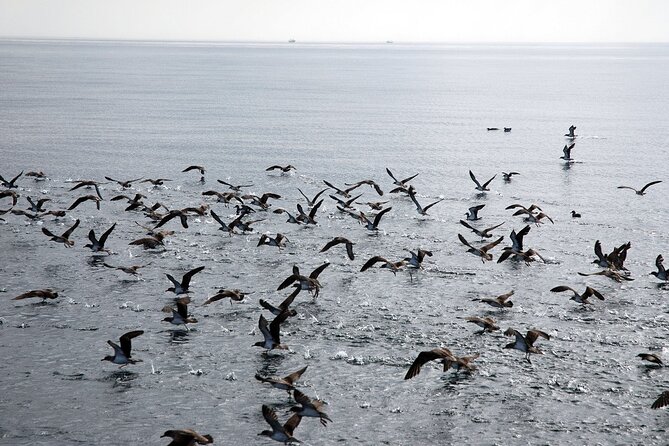 Ferry Benalmádena - Fuengirola - On-board Amenities and Facilities