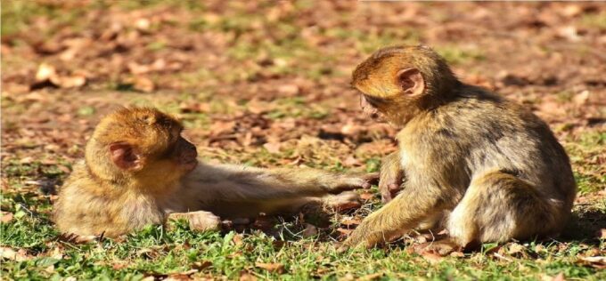 Fes, Berber and Middle Atlas Day Trip - Encountering Barbary Monkeys