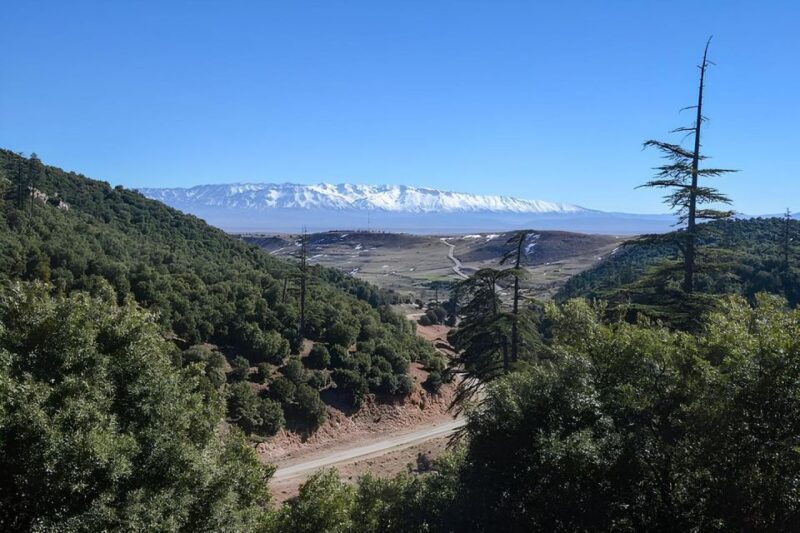 Fes: Day Trip to Middle Atlas: Imouzzer, Ifrane, Azrou - Interacting With Magot Monkeys