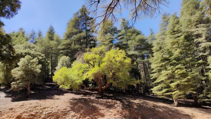 Fes: Day Trip to Middle Atlas: Imouzzer, Ifrane, Azrou - Frequently Asked Questions