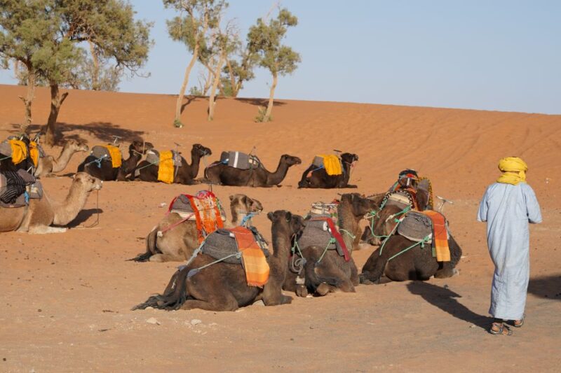 Fez Desert Discovery: 2 Days, 1 Night - Great Deal! - Transportation and Accessibility
